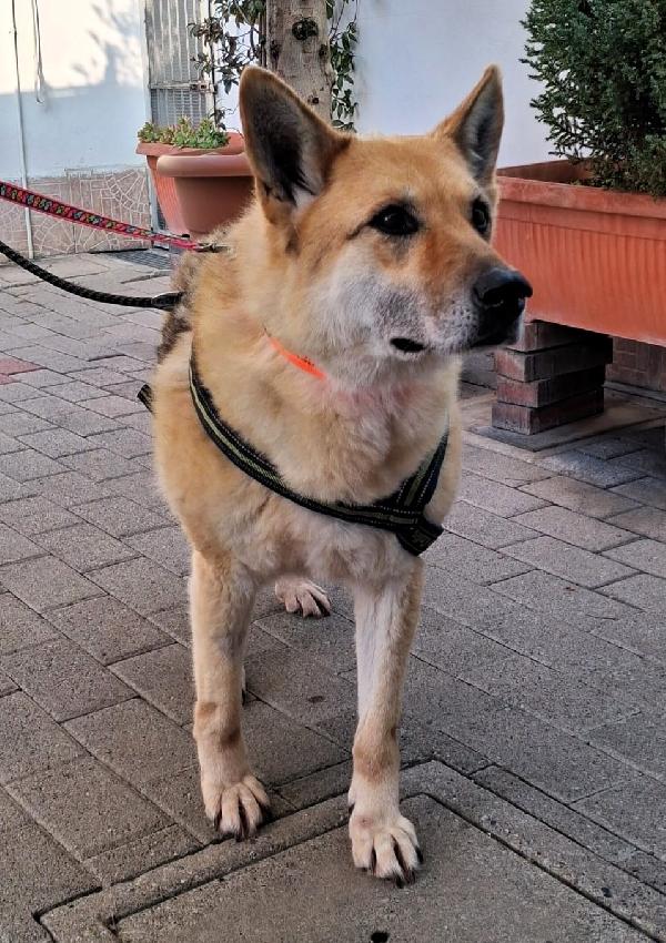 Lupa Adozione Del Cuore